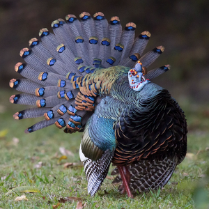 Team Page: Blue Turkeys